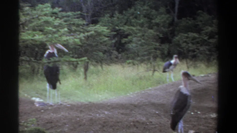 1969 Lagos zoo footage shows black-and-white storks on grassy dirt ground near a wooded mound.