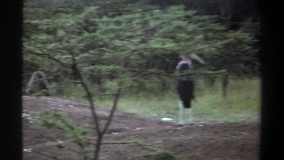 In Lagos, Nigeria zoo footage from 1969, a stork stands in the foreground with baboons visible on a mound behind it.