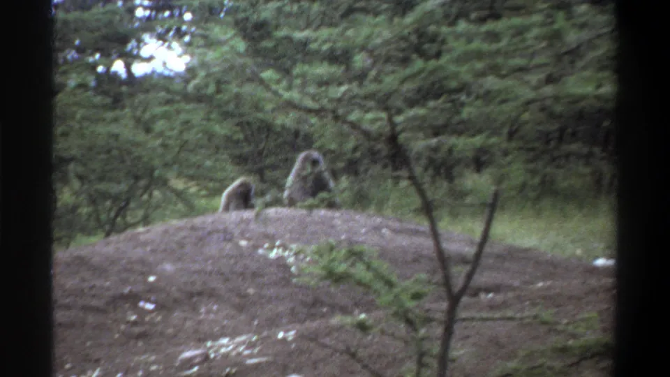 Two baboons sit atop a low mound in the Lagos zoo setting, framed by grass, brush, and trees.