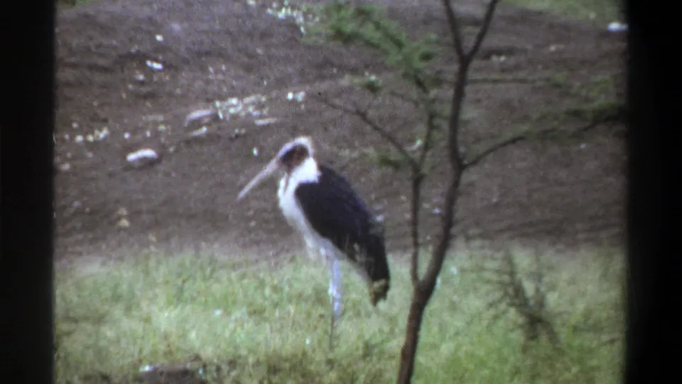 A black-and-white stork stands near a thin tree in 1969 Lagos zoo footage, with grass and a dirt mound behind it.
