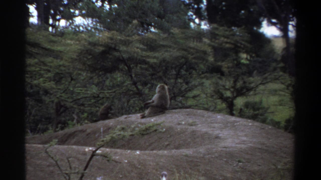 1969 Lagos 8mm frame showing baboons on a low dirt mound with trees, shrubs, and grass in the foreground.