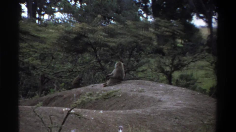 1969 Lagos 8mm frame showing baboons on a low dirt mound with trees, shrubs, and grass in the foreground.