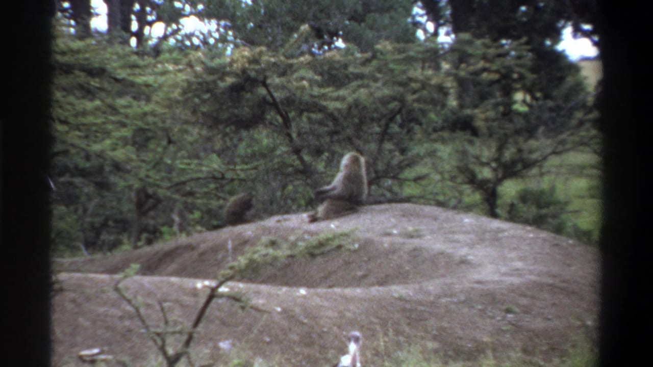 1969 Lagos 8mm frame with a baboon seated upright on a dirt mound, partly framed by wooded vegetation.