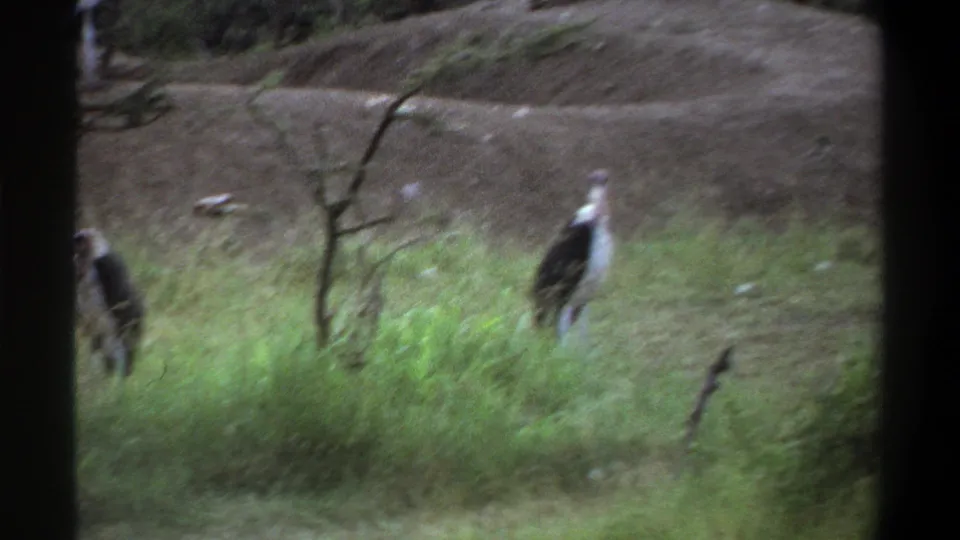 1969 Lagos 8mm frame showing large stork-like birds standing in green grass beneath a dirt rise and trees.