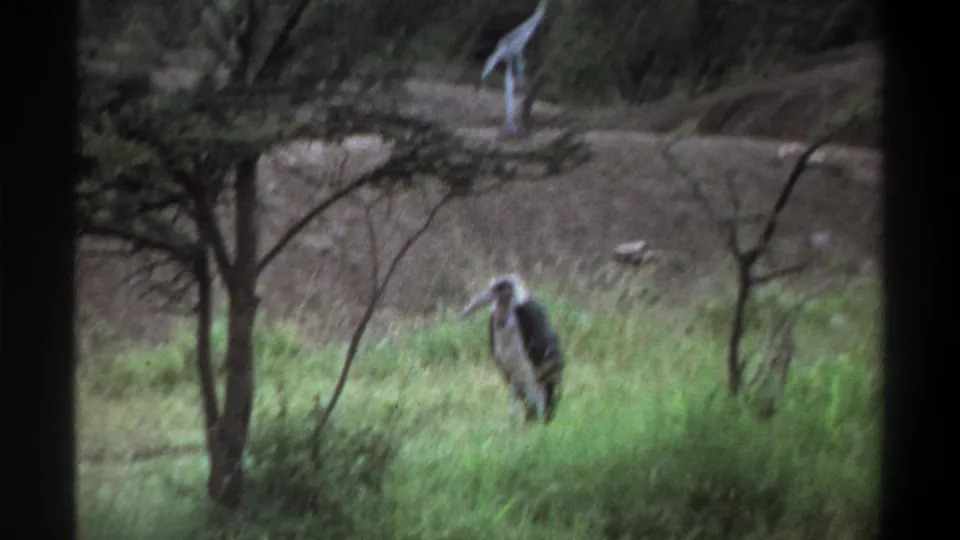 1969 Lagos 8mm frame with stork-like birds in grass, a small tree in front, and baboons resting on the mound behind.