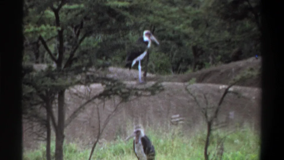 1969 Lagos 8mm frame showing two marabou storks in a green naturalistic enclosure, partly seen through dark foreground framing.