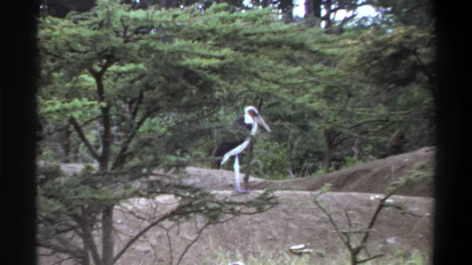 1969 Lagos 8mm frame of a marabou stork moving across a dirt mound in a tree-filled enclosure.