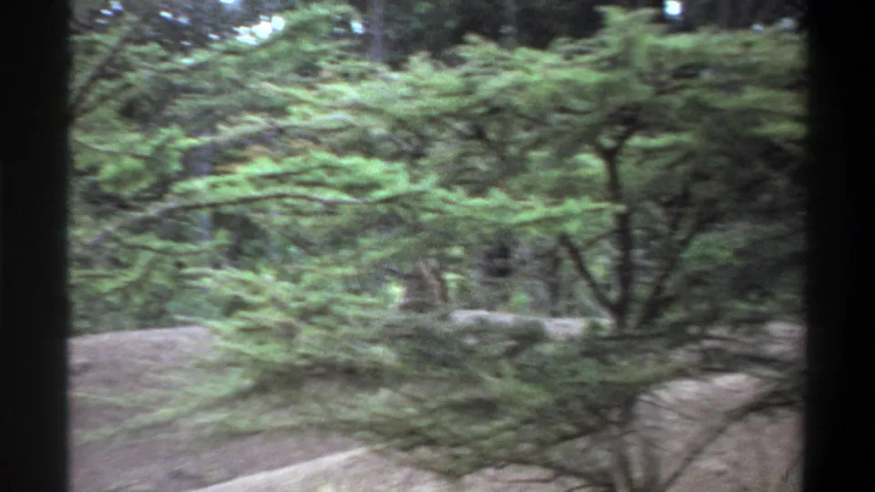 1969 Lagos 8mm frame with leafy trees and dirt paths, with a marabou stork partly hidden behind foliage.