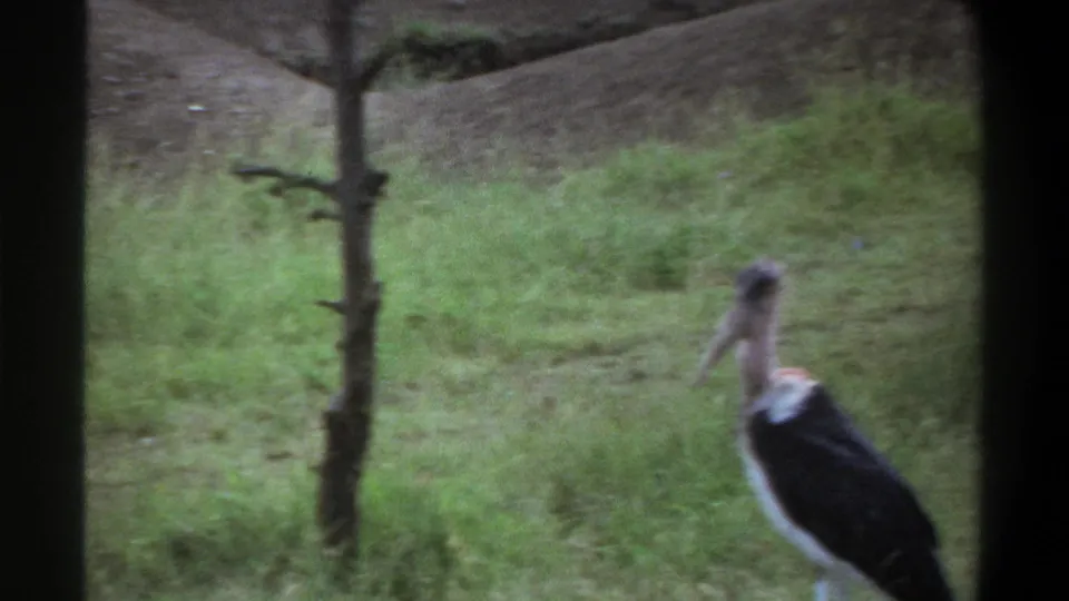 1969 Lagos 8mm frame showing a marabou stork standing in tall green grass beside a small tree trunk.