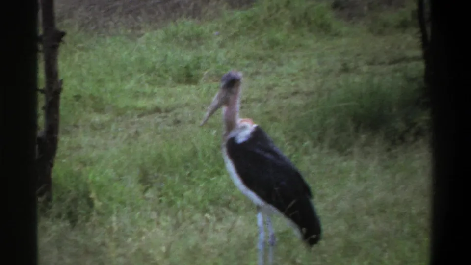 1969 Lagos home-movie frame of a marabou stork standing in a grassy field, partly framed by dark vertical edges.