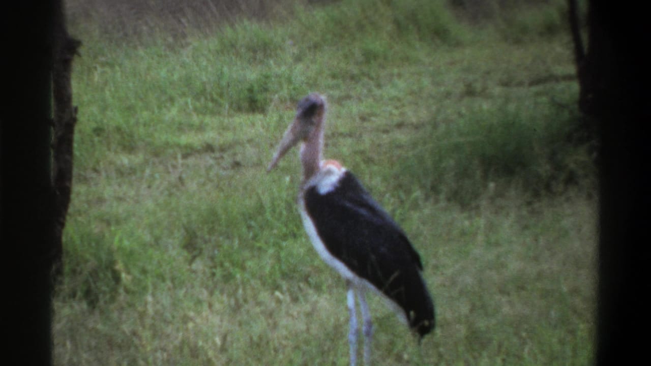 Marabou stork standing in a grassy field with dark edges at the sides.