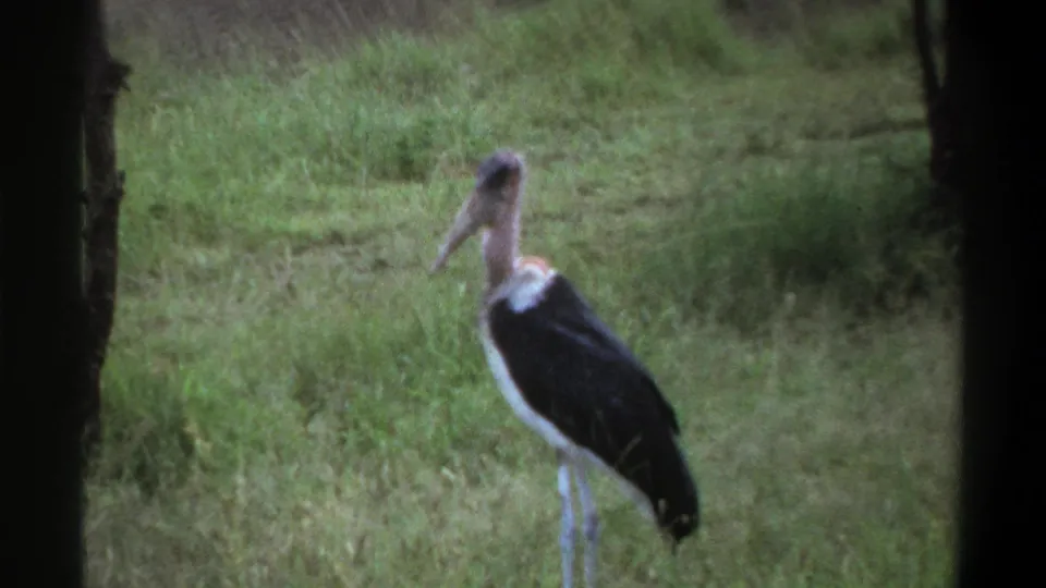 1969 Lagos archival frame showing the stork still upright in grass, with soft vegetation behind it and dark side framing.