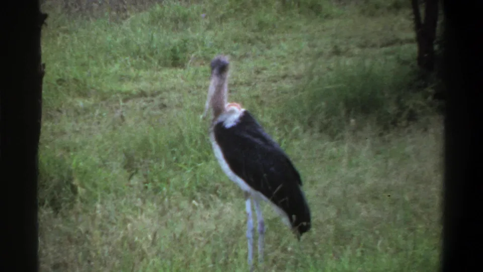 1969 Lagos 8mm frame of the marabou stork turned slightly, standing among grass with a dark foreground post or edge nearby.