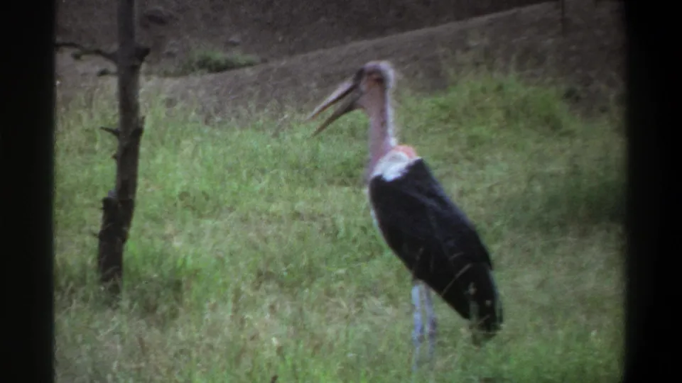 1969 Lagos home-movie frame showing the marabou stork with its beak open in grass, near a slender dark trunk or post.