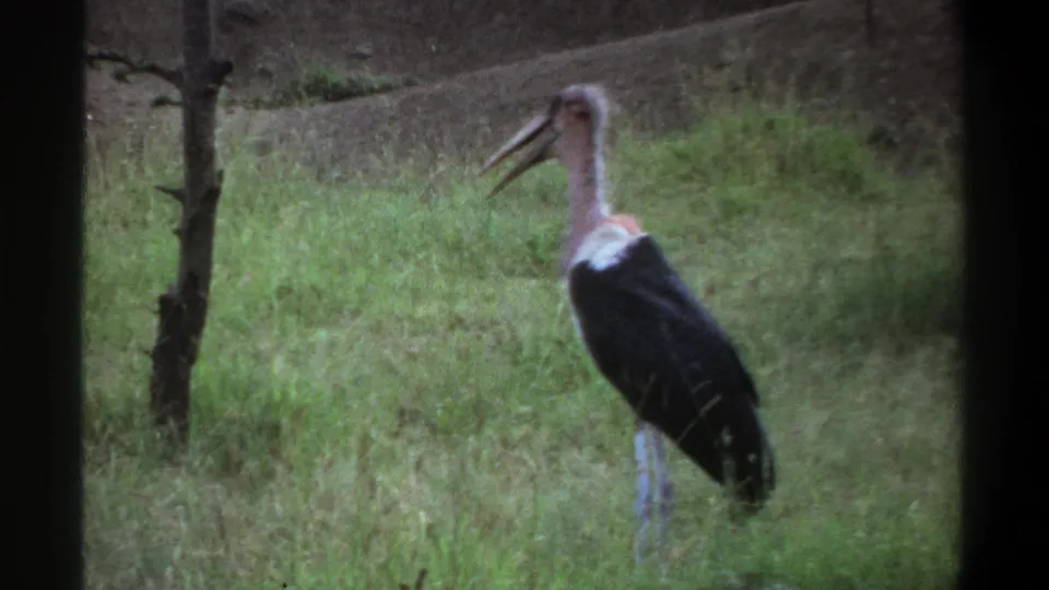 1969 Lagos 8mm frame showing a marabou stork standing in a grassy enclosure, with dark tree trunks and a dirt embankment behind it.
