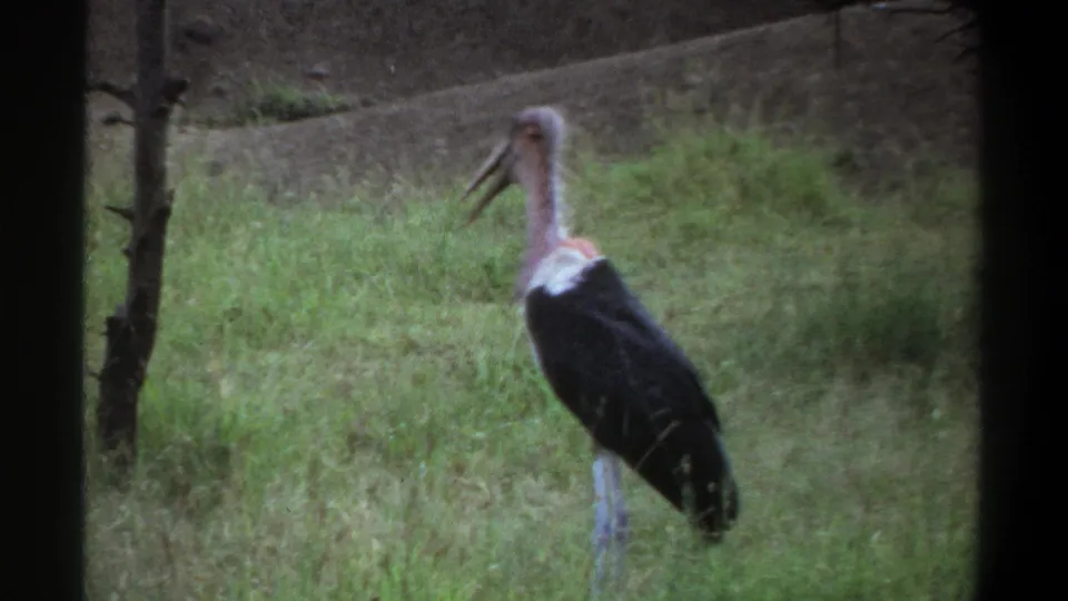 1969 Lagos home-movie frame of a marabou stork in grass, seen in profile with its pale head, long beak, and dark body plumage.