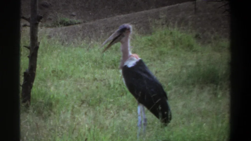 1969 Lagos 8mm footage shows the marabou stork slightly blurred as it stands among grass, with a tree trunk and embankment visible behind it.