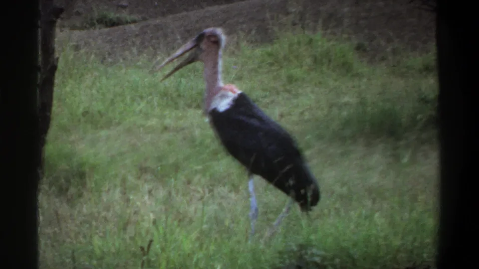 1969 Lagos 8mm frame of a marabou stork standing in a grassy enclosure, its body angled right and beak open against a muted green background.
