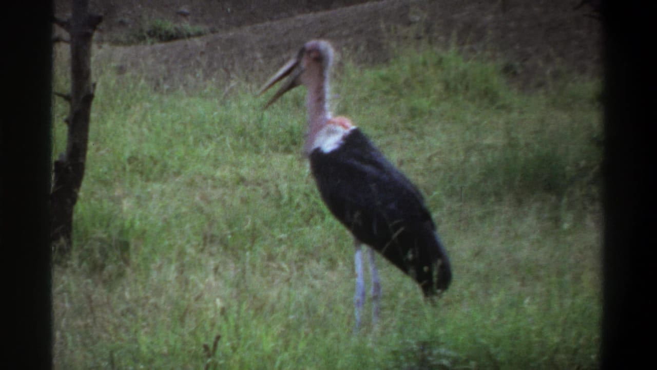 Marabou stork in a grassy Lagos setting, supported by 1969 clip metadata, with dark body feathers, pale legs, and an open bill.