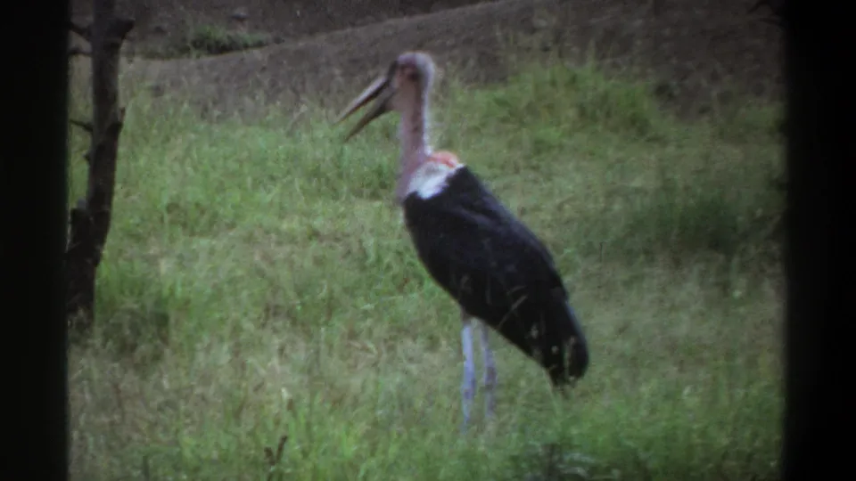 Marabou stork in a grassy Lagos setting, supported by 1969 clip metadata, with dark body feathers, pale legs, and an open bill.