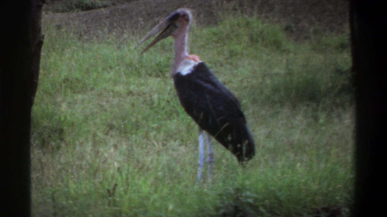 Marabou stork standing side-on in tall grass.