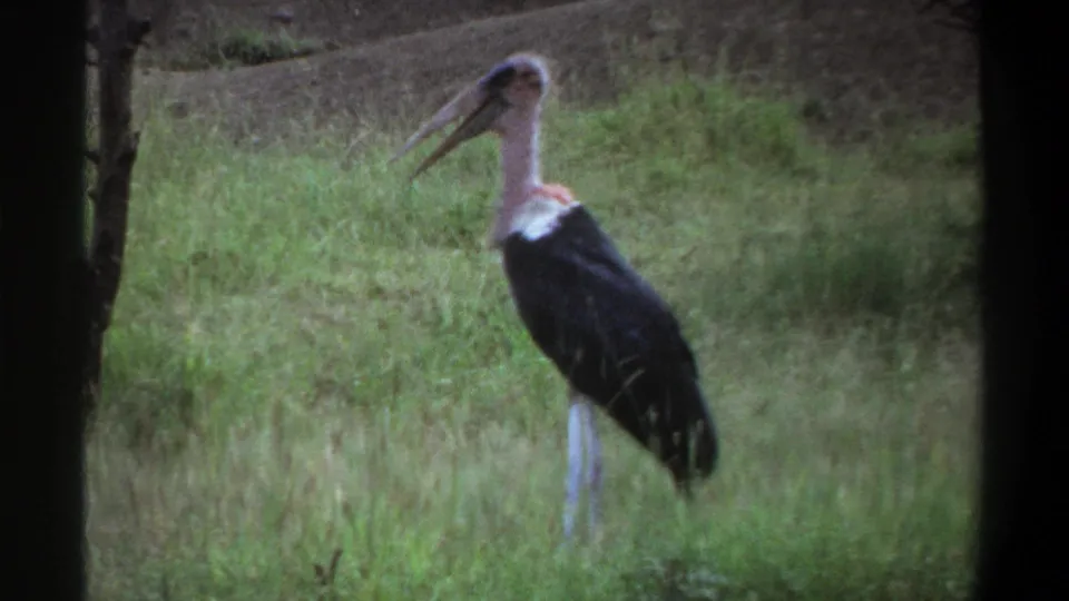 Marabou stork held in soft 8mm focus in the 1969 Lagos footage, standing among green grass with its bill partly open.