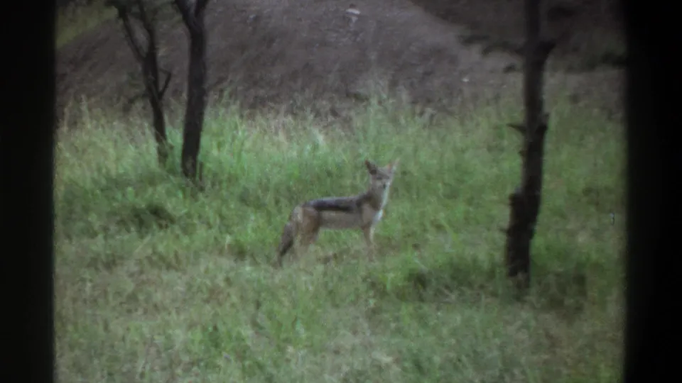 A jackal stands alert in green grass among sparse tree trunks in the Lagos wildlife scene documented by the clip metadata.