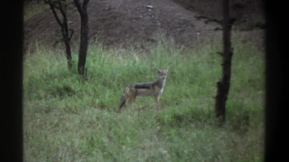 1969 Lagos-area 8mm frame showing a jackal-like wild canid standing alert in green grass near sparse trees.