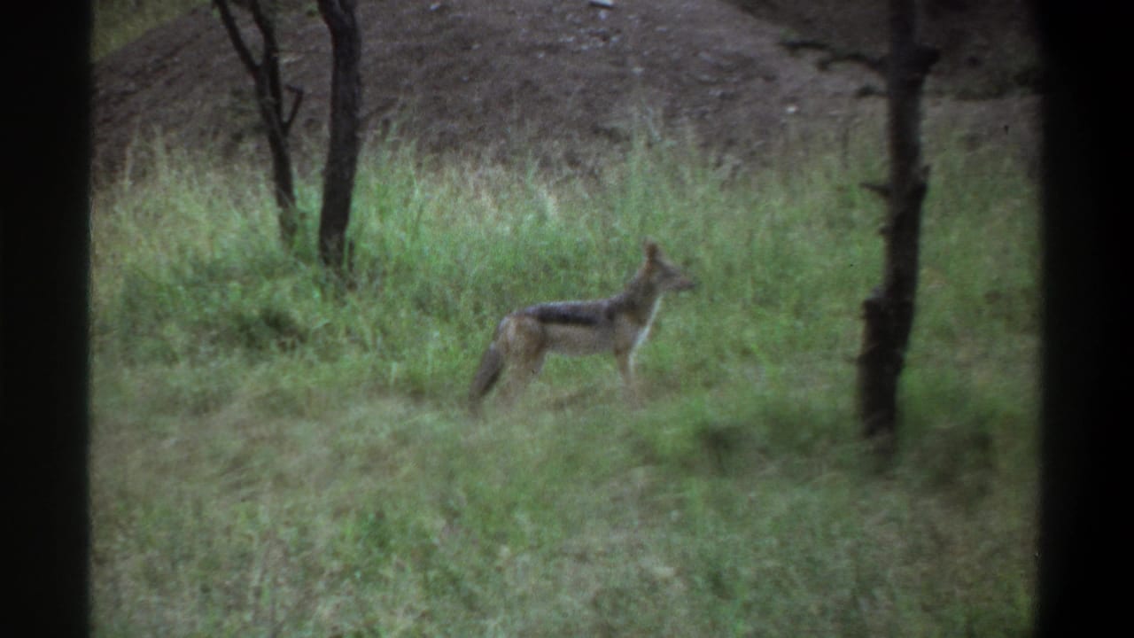 1969 Lagos-area 8mm frame with a jackal-like canid seen in profile among tall grass and scattered trees.