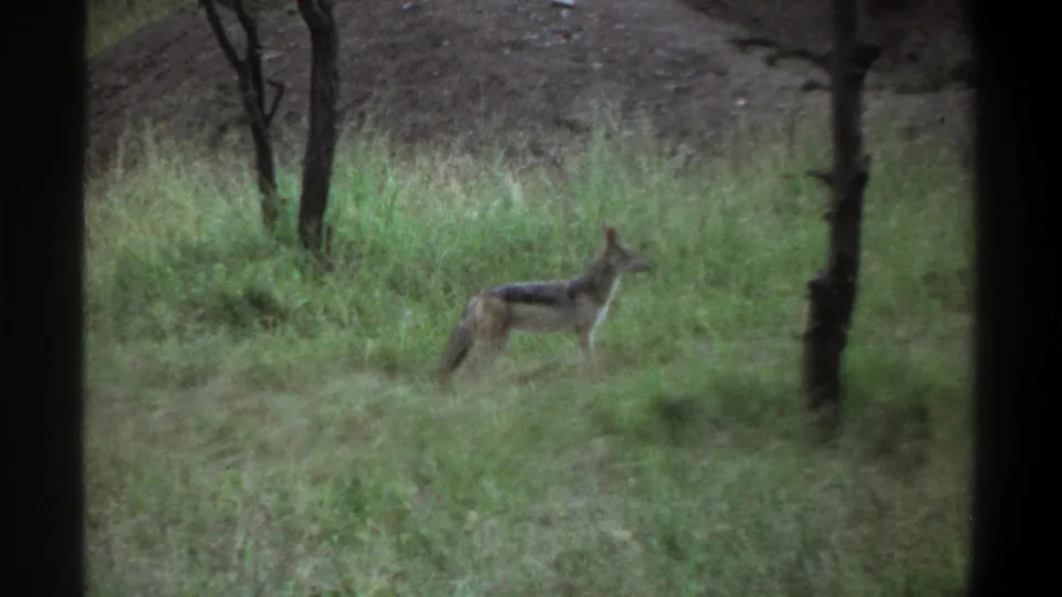 1969 Lagos-area 8mm frame with a jackal-like canid seen in profile among tall grass and scattered trees.