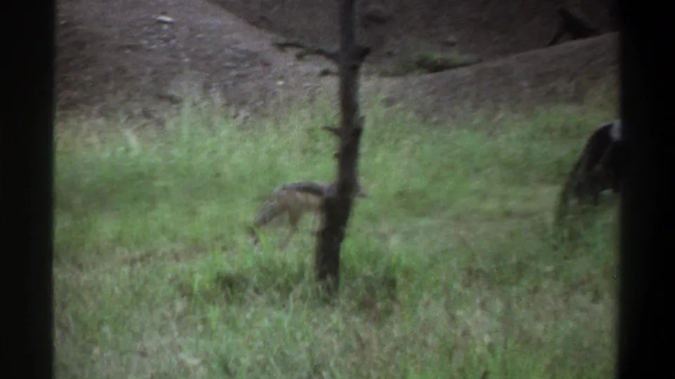 1969 Lagos-area 8mm frame showing the canid partly obscured as it lowers its head in grass near a tree trunk.