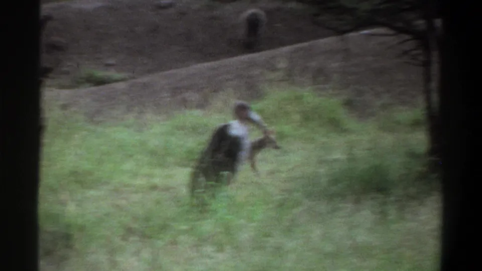 1969 Lagos-area 8mm frame showing a large bird in the foreground while the canid is faintly visible in the grass beyond.