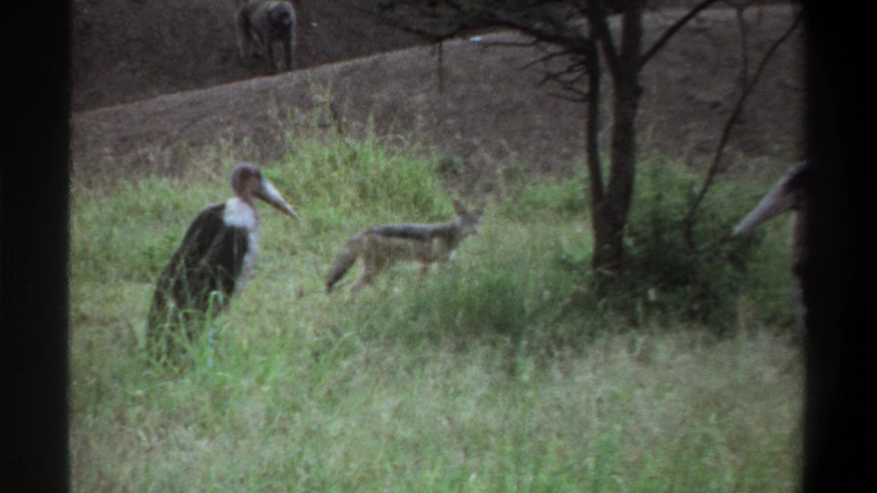 1969 Lagos 8mm frame showing a marabou stork in grassy foreground, a small running canid behind it, and a distant animal on an embankment.