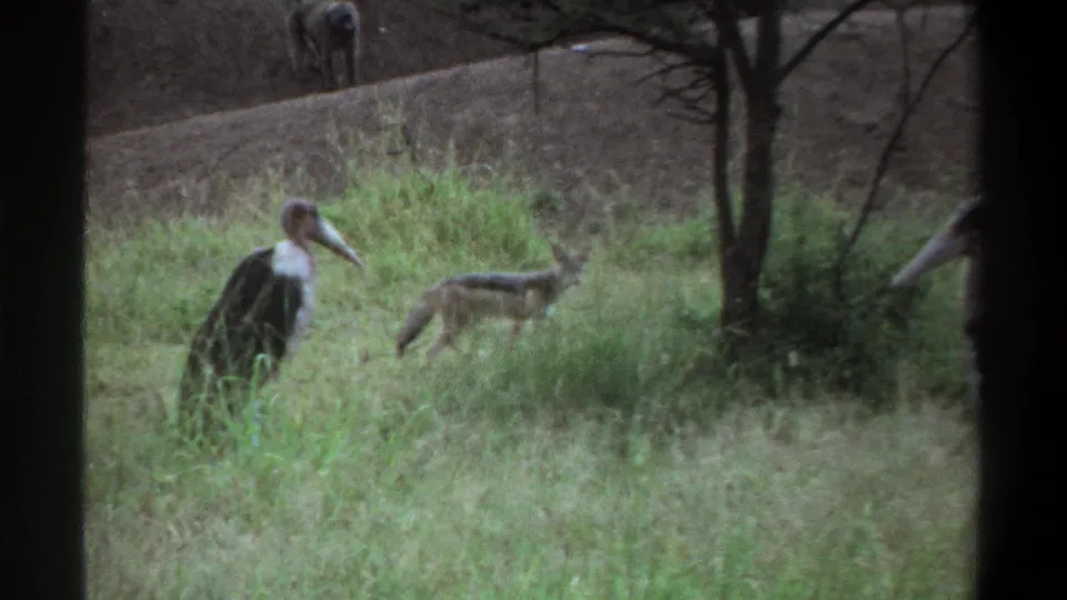 1969 Lagos 8mm frame showing a marabou stork in grassy foreground, a small running canid behind it, and a distant animal on an embankment.