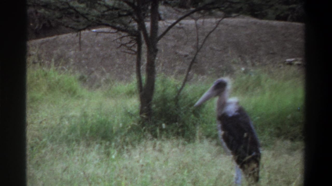 1969 Lagos wildlife frame with a large marabou stork at right, grass and trees across the middle ground, and a bare dirt slope beyond.