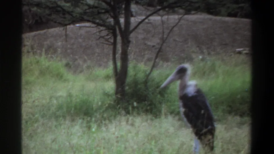 1969 Lagos wildlife frame with a large marabou stork at right, grass and trees across the middle ground, and a bare dirt slope beyond.