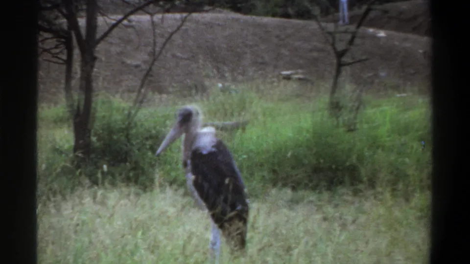 Soft 8mm frame from Lagos in 1969 showing a marabou stork standing in grass, with thin trees and a dirt embankment behind it.