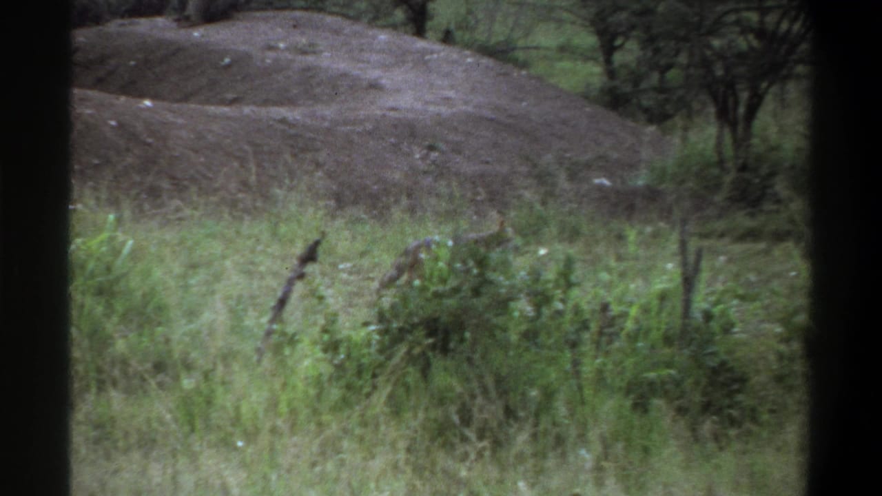 1969 Lagos frame with grassland vegetation, low trees, a dirt mound, and heavy dark framing that suggests filming from behind a barrier or window.