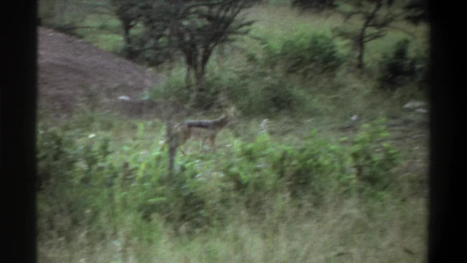1969 Lagos wildlife frame showing a small animal partly obscured by tall grass, with scrub, trees, and a dirt mound behind it.