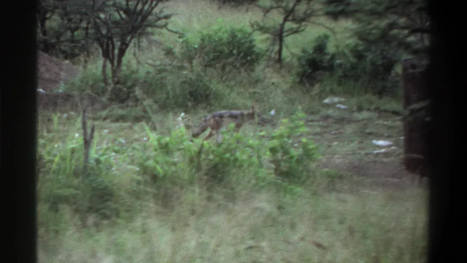 1969 Lagos frame with a small animal low in the grass, surrounded by scrub, scattered trees, and dark vertical foreground edges.