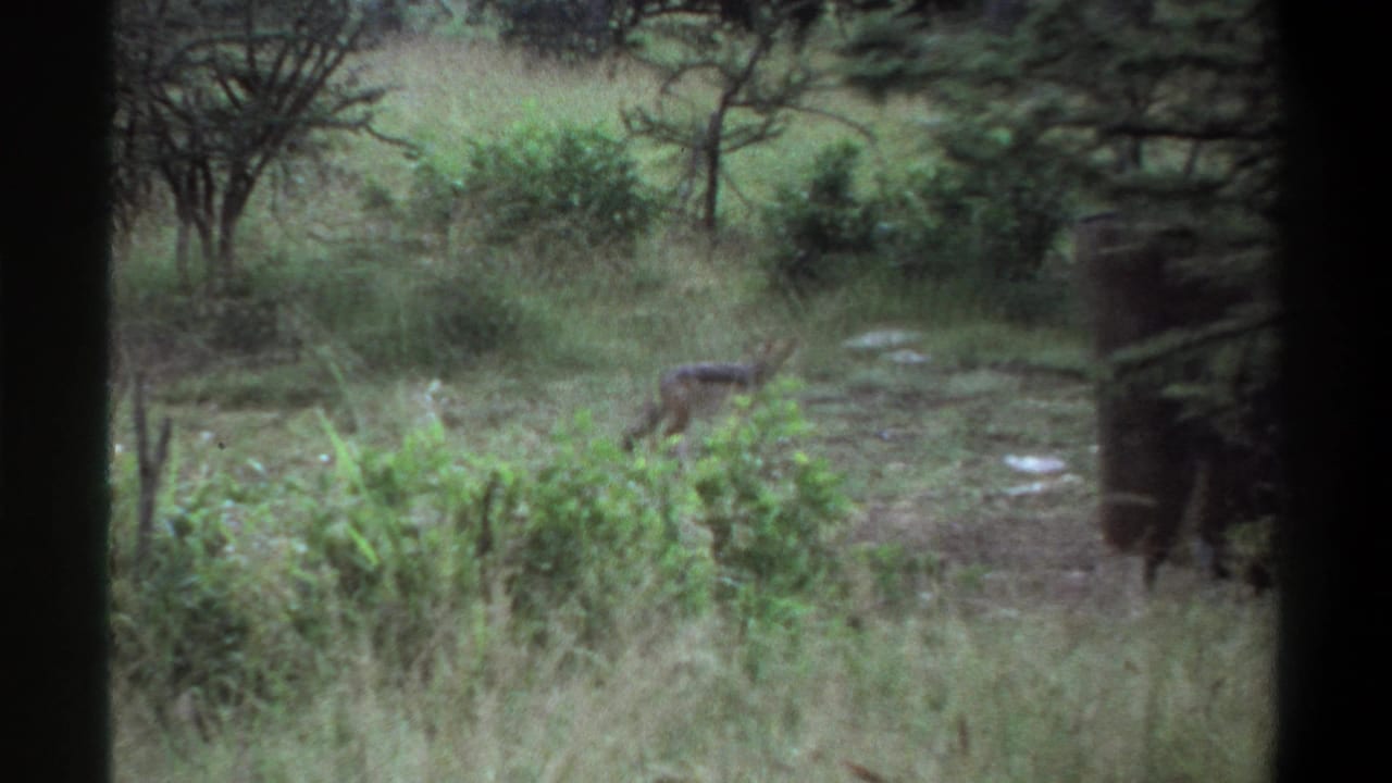 A hyena-like animal moves through tall grass and brush in metadata-supported 1969 Lagos, Nigeria wildlife footage.