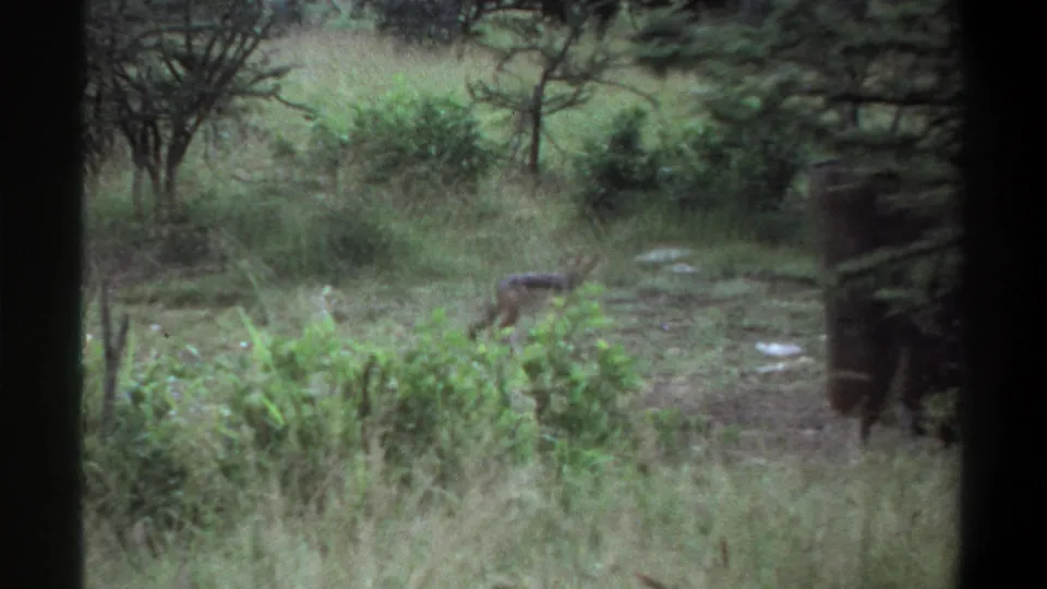 A hyena-like animal moves through tall grass and brush in metadata-supported 1969 Lagos, Nigeria wildlife footage.