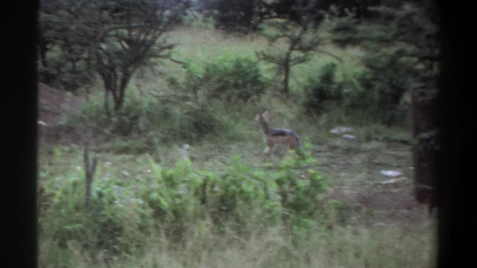A hyena-like animal appears in brush and tall grass, seen from a distant 8mm home-movie viewpoint in Lagos, Nigeria metadata.