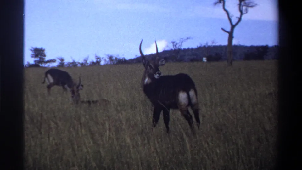 Two likely waterbucks are seen in tall grass, one alert with ringed horns and one grazing, in 1969 Nigeria archival footage.