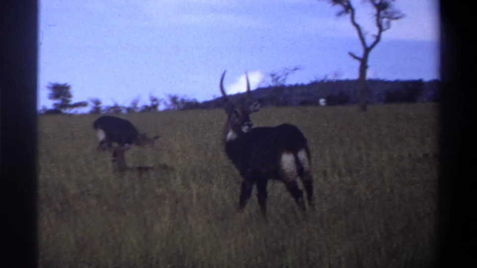 A likely waterbuck stands alert in tall grass while another grazes nearby, filmed in soft 8mm color in metadata-supported Nigeria.