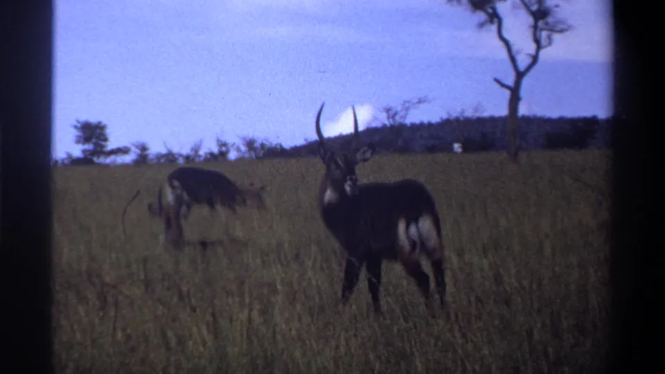 1969 Lagos, Nigeria home-movie frame showing antelopes in tall grass, including a dark horned animal standing alert near the foreground.