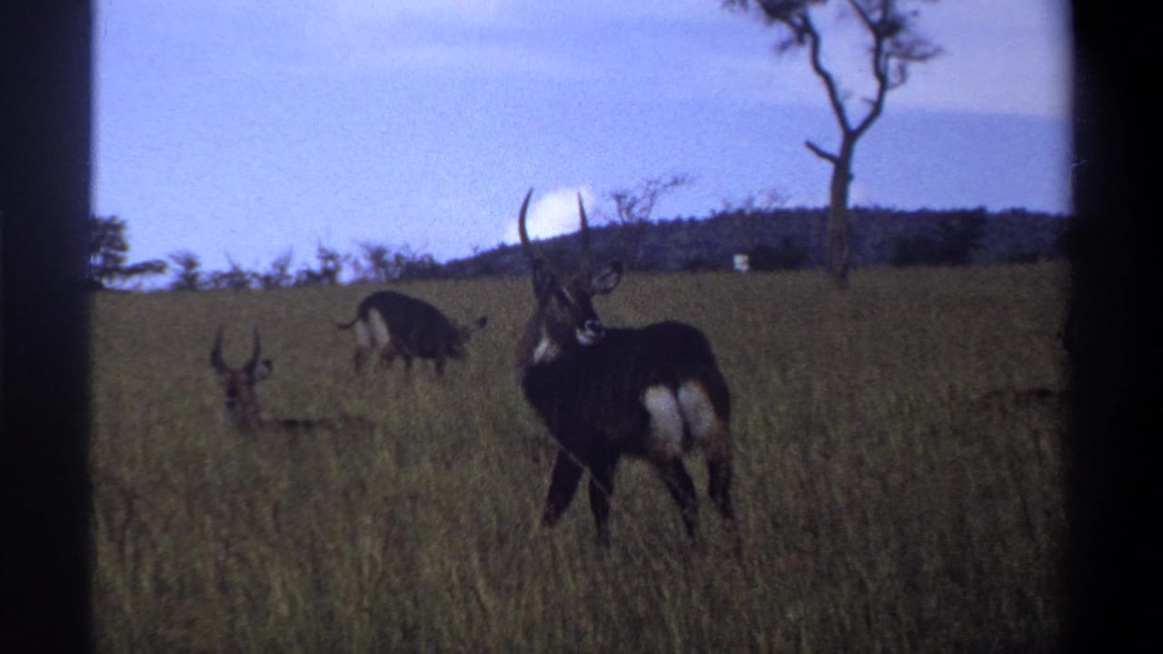 1969 Lagos, Nigeria 8mm frame with a dark horned antelope in profile, another animal grazing behind, and sparse trees beyond the grass.