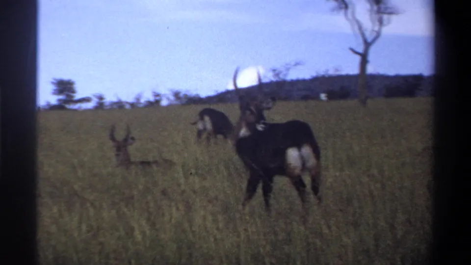 1969 Lagos, Nigeria home-movie frame showing a resting antelope in grass and a standing horned antelope beside a soft distant tree line.