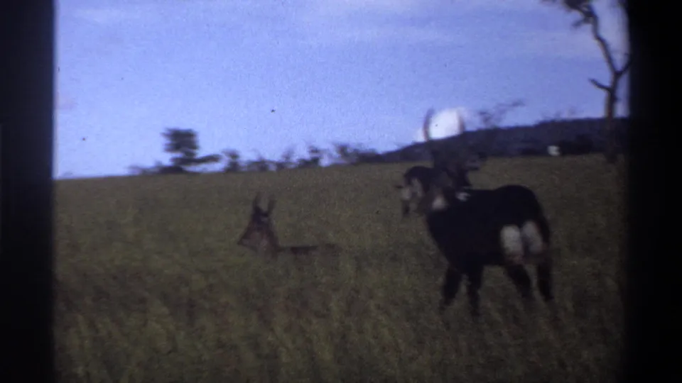 1969 Lagos, Nigeria 8mm frame with a resting antelope in the grass and a dark horned antelope partly turned away at right.