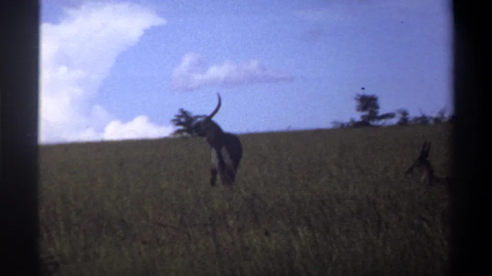 1969 Lagos, Nigeria home-movie frame showing a horned grazing animal in tall grass with scattered trees and clouds behind it.